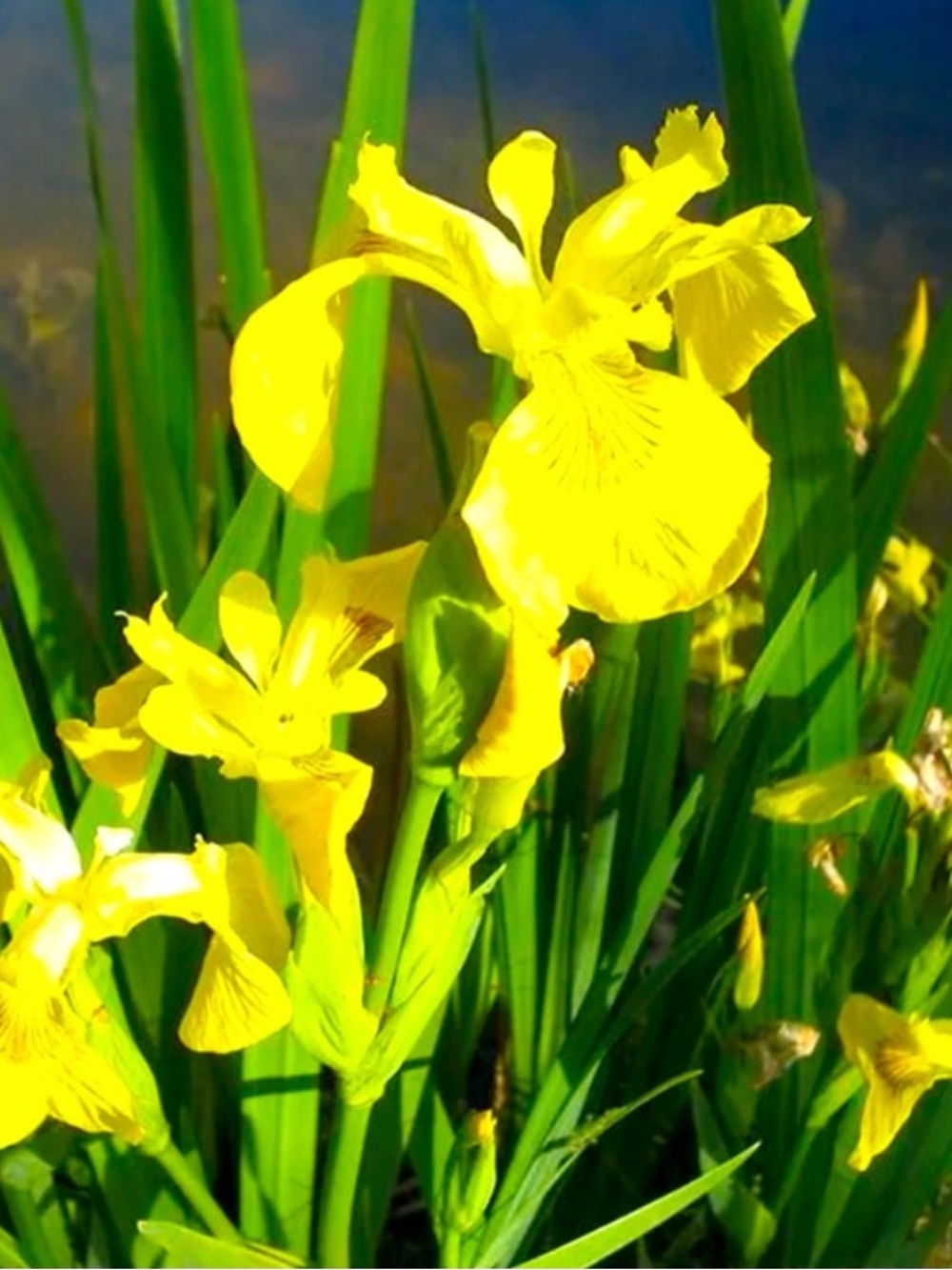 💕Mom’s day special 💕Buy 1 set 4 get 4 free SPECIAL 💕4 irises YELLOW FLAG IRIS